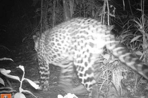 24 Macan Berkeliaran di Gunung Gede Pangrango, Ini yang Harus Dilakukan jika Bertemu