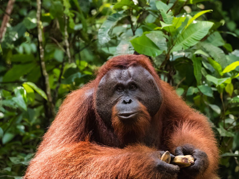 4 Hewan Endemik Hutan Hujan Tropis, Mulai dari Orangutan sampai Burung Kasuari