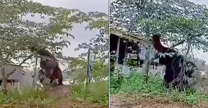 Penemuan orangutan raksasa yang viral baru-baru ini mengguncang dunia media sosial dan menjadi perbincangan hangat di kalangan netizen. Kejadian ini terjadi ketika seekor orangutan yang diduga memiliki tinggi setara dengan sebuah rumah terlihat memasuki permukiman di daerah yang padat penduduk. Video dan foto-foto dari penampakan ini menyebar dengan cepat, menarik perhatian banyak orang, baik yang mencintai satwa liar maupun mereka yang khawatir tentang dampak interaksi antara satwa dan lingkungan manusia. Artikel ini akan membahas berbagai aspek dari fenomena ini, termasuk spesies orangutan itu sendiri, dampak terhadap lingkungan, reaksi masyarakat, serta langkah-langkah yang dapat diambil untuk melindungi keberadaan mereka. Spesies Orangutan: Fakta dan Keunikan Orangutan merupakan salah satu primata yang paling unik dan menarik di dunia. Terdapat tiga spesies orangutan yang dikenal, yaitu orangutan Sumatera (Pongo abelii), orangutan Kalimantan (Pongo pygmaeus), dan orangutan Tapanuli (Pongo tapanuliensis). Setiap spesies memiliki ciri khas dan habitat yang berbeda. Orangutan biasanya ditemukan di hutan hujan tropis, dan sebagian besar hidup di pohon. Mereka adalah makhluk yang cerdas, sosial, dan memiliki kemampuan beradaptasi yang tinggi. Orangutan dikenal sebagai primata arboreal, yang berarti mereka lebih banyak menghabiskan waktu di atas pohon. Mereka memiliki lengan yang panjang dan tubuh yang besar, sehingga mampu bergerak dengan gesit dari satu cabang ke cabang lain. Keberadaan orangutan di alam liar sangat tergantung pada ekosistem hutan yang sehat, karena mereka bergantung pada buah-buahan dan daun-daunan sebagai sumber makanan utama. Namun, habitat mereka semakin terancam akibat deforestasi, penebangan liar, dan konversi lahan untuk perkebunan kelapa sawit. Ketinggian orangutan yang mencapai lebih dari dua meter membuat mereka terlihat sangat besar, terutama jika dibandingkan dengan ukuran manusia. Namun, penampakan yang viral ini menunjukkan bahwa ada individu yang tampaknya lebih besar dari biasanya. Fenomena ini menimbulkan spekulasi dan menarik perhatian banyak orang, terutama karena ukuran yang dianggap 'raksasa' tersebut. Sementara orangutan memiliki struktur sosial yang kompleks, mereka juga dikenal memiliki sifat yang tenang dan cenderung menghindari konflik. Masyarakat orangutan biasanya terdiri dari individu-individu yang saling mengenal dan memiliki ikatan kuat. Terlepas dari sifatnya yang damai, interaksi antara orangutan dan manusia sering kali menimbulkan konflik, terutama ketika habitat mereka terganggu. Penampakan orangutan raksasa ini juga mengingatkan kita akan pentingnya konservasi. Dalam beberapa dekade terakhir, populasi orangutan terus menurun akibat kehilangan habitat dan perburuan liar. Dengan adanya video dan berita mengenai penampakan ini, diharapkan kesadaran masyarakat akan pentingnya melindungi orangutan dan habitatnya semakin meningkat. Dampak Lingkungan dari Penampakan Orangutan Penampakan orangutan 'raksasa' ini tidak hanya menarik perhatian, tetapi juga membuka diskusi tentang dampak lingkungan yang lebih luas. Ketika orangutan memasuki permukiman, ada sejumlah faktor yang perlu dipertimbangkan terkait dengan interaksi antara manusia dan satwa liar. Salah satu dampak yang paling jelas adalah kerusakan habitat di mana orangutan tersebut berada. Saat orangutan berusaha beradaptasi dengan lingkungan manusia, mereka sering kali kehilangan akses ke sumber makanan alami mereka. Hal ini dapat menyebabkan masalah bagi orangutan, karena mereka mungkin terpaksa mencari makanan di area perkotaan. Di sisi lain, hal ini juga dapat menimbulkan ketegangan antara penduduk setempat dan satwa liar. Dalam banyak kasus, ketakutan terhadap satwa liar dapat menyebabkan tindakan yang merugikan, termasuk perburuan atau pengusiran orangutan dari area tersebut. Lebih jauh lagi, penampakan orangutan di permukiman menunjukkan betapa pentingnya menjaga keseimbangan ekosistem. Ketika habitat hutan digantikan oleh lahan pertanian atau pemukiman, spesies-spesies seperti orangutan kehilangan tempat tinggal yang mereka butuhkan untuk bertahan hidup. Hal ini menciptakan tekanan dalam ekosistem, yang dapat menimbulkan dampak lebih jauh bagi spesies lain yang bergantung pada hutan tersebut. Perubahan iklim juga berperan dalam situasi ini. Dengan meningkatnya suhu dan perubahan pola cuaca, hutan yang menjadi habitat orangutan semakin terancam. Kebakaran hutan yang sering terjadi, terutama di daerah-daerah tropis, semakin memperparah kondisi ini. Akibatnya, orangutan terpaksa mencari tempat yang lebih aman, yang sering kali berujung pada interaksi dengan manusia. Penting untuk dicatat bahwa orangutan bukanlah satu-satunya spesies yang terpengaruh oleh perubahan lingkungan ini. Banyak hewan lain juga mengalami nasib yang sama. Dengan mempelajari dampak lingkungan dari penampakan ini, kita dapat lebih memahami pentingnya menjaga hutan dan melindungi spesies yang terancam punah. Reaksi Masyarakat terhadap Penampakan Reaksi masyarakat terhadap penampakan orangutan raksasa ini sangat beragam. Di satu sisi, banyak orang yang merasa kagum dan terpesona dengan penemuan tersebut. Video dan foto-foto yang beredar luas di media sosial menunjukkan orangutan yang terlihat besar dan berani, menjadikannya subjek yang menarik untuk dibahas. Banyak netizen yang berbagi pendapat dan mengekspresikan kekaguman mereka terhadap makhluk tersebut. Namun, di sisi lain, penampakan ini juga memicu kekhawatiran. Banyak orang mulai mempertanyakan mengapa orangutan tersebut berani memasuki permukiman dan apa yang terjadi pada habitat mereka. Diskusi tentang konservasi dan perlunya perlindungan bagi satwa liar menjadi semakin relevan. Banyak pengguna media sosial yang menyerukan tindakan nyata untuk melindungi orangutan dan habitatnya agar kejadian serupa tidak terulang. Media juga berperan dalam membentuk reaksi masyarakat. Berita mengenai penampakan ini disiarkan di berbagai outlet media, yang mengedukasi publik tentang kondisi satwa liar dan pentingnya konservasi. Beberapa organisasi non-pemerintah (NGO) dan lembaga konservasi turut angkat bicara, menyampaikan pesan-pesan penting tentang perlunya menjaga ekosistem agar orangutan dan spesies lain dapat hidup dengan aman. Tidak jarang, penampakan satwa liar di permukiman membawa dampak jangka panjang. Kasus ini dapat memicu peningkatan kesadaran masyarakat tentang pentingnya menjaga jarak dengan satwa liar demi keselamatan kedua belah pihak. Banyak lembaga pendidikan dan komunitas yang mencoba menyelenggarakan program-program edukasi untuk mengurangi konflik antara manusia dan satwa liar. Reaksi masyarakat terhadap penampakan ini menunjukkan betapa besar minat dan perhatian publik terhadap isu-isu lingkungan dan konservasi. Seiring dengan berkembangnya teknologi dan media sosial, masyarakat semakin terhubung dan memiliki akses lebih banyak terhadap informasi tentang satwa liar dan habitat mereka. Hal ini diharapkan dapat mendorong tindakan yang lebih positif untuk melindungi alam. Langkah-Langkah Perlindungan untuk Orangutan Setelah melihat penampakan orangutan raksasa yang viral ini, tidak ada cara lain selain memikirkan langkah-langkah perlindungan yang dapat diambil untuk menjaga keberadaan orangutan dan habitatnya. Ada beberapa pendekatan yang dapat diimplementasikan untuk mengurangi dampak interaksi manusia dan orangutan. Pertama, penting untuk meningkatkan program konservasi yang fokus pada pelestarian habitat. Ini dapat dilakukan dengan melibatkan masyarakat lokal dalam pengelolaan hutan dan menjaga keberlangsungan ekosistem. Dengan memberdayakan masyarakat untuk menjaga hutan, mereka akan merasa memiliki tanggung jawab terhadap lingkungan dan dapat berkontribusi dalam perlindungan orangutan. Kedua, edukasi masyarakat tentang pentingnya menjaga jarak dengan satwa liar sangatlah penting. Program-program pendidikan yang menyasar anak-anak dan komunitas dapat meningkatkan kesadaran akan keberadaan orangutan dan bagaimana berinteraksi dengan mereka dengan cara yang aman. Pengetahuan ini akan membantu mencegah konflik di masa depan dan melindungi kedua belah pihak. Ketiga, pemerintah dan organisasi konservasi perlu melakukan pemantauan terhadap populasi orangutan dan habitat mereka. Dengan memahami kondisi terkini dari populasi dan habitat, langkah-langkah yang lebih terarah dapat diambil untuk melindungi orangutan dari ancaman yang ada. Ini termasuk pemantauan terhadap aktivitas penebangan liar dan pencurian satwa. Keempat, pengembangan kebijakan yang lebih ketat terkait penggunaan lahan juga menjadi langkah krusial. Pemerintah harus menerapkan aturan yang membatasi konversi hutan menjadi lahan pertanian atau pemukiman, serta meninjau kembali izin yang telah diberikan untuk memastikan keberlanjutan ekosistem. Ini penting agar orangutan dan spesies lainnya dapat bertahan hidup tanpa gangguan. Terakhir, kolaborasi antara berbagai pihak, termasuk pemerintah, NGO, dan masyarakat lokal, sangat penting untuk mencapai tujuan konservasi. Dengan bekerja sama, kita dapat menciptakan solusi yang lebih efektif dalam melindungi orangutan dan habitatnya. Melalui kampanye, pelatihan, dan program pelestarian, kita dapat memastikan bahwa orangutan memiliki tempat yang aman dan layak untuk hidup. Kesimpulan Penampakan orangutan 'raksasa' yang viral memperlihatkan betapa dekatnya hubungan antara manusia dan satwa liar. Momen ini membuka mata kita akan dampak besar yang dapat ditimbulkan oleh hilangnya habitat dan interaksi yang tidak diinginkan antara manusia dan satwa liar. Dengan meningkatkan kesadaran akan pentingnya melindungi orangutan dan habitatnya, kita dapat berkontribusi pada upaya konservasi yang lebih baik. Keberadaan orangutan dan spesies lain di alam liar sangat tergantung pada kesehatan ekosistem mereka. Oleh karena itu, perlu ada langkah-langkah nyata yang diambil untuk melindungi habitat dan mencegah konflik antara manusia dan satwa liar. Dengan kolaborasi dan komitmen bersama, kita dapat menjaga keberlanjutan alam dan memastikan bahwa generasi mendatang juga dapat menikmati keindahan dan keunikan satwa liar seperti orangutan.