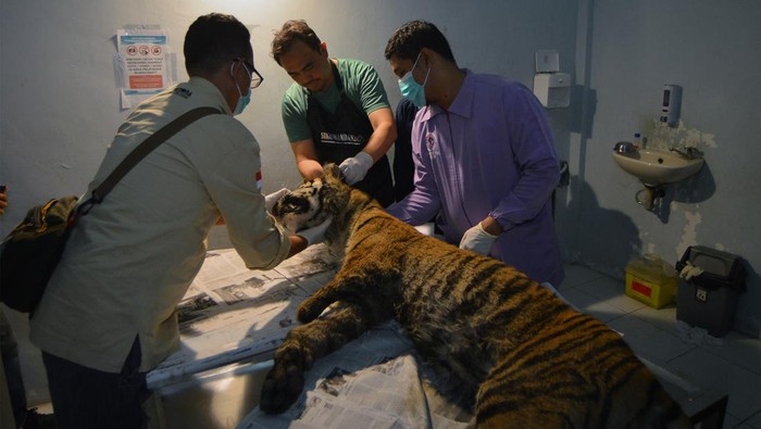 Malang Nasib Harimau Sumatera, Kaki Buntung lalu Mati Oleh Jerat Babi