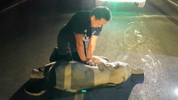 Viral Video Anak Gajah Hidup Lagi Usai Tertabrak Motor