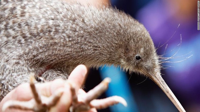 Kenali Ciri-ciri Burung Kiwi, Kebiasaan, dan Kehidupannya