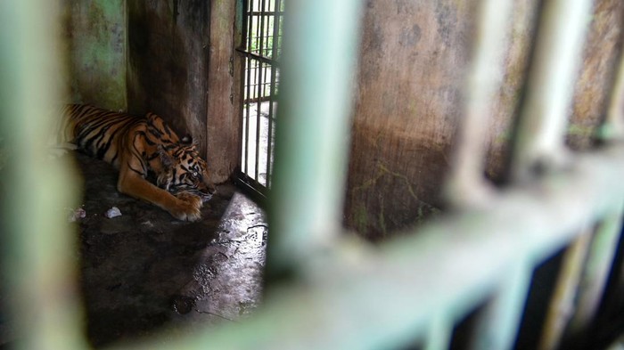 Nestapa Medan Zoo: Manusia hingga Satwa Terancam Akibat Finansial