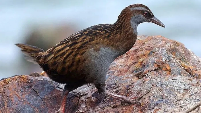 Ngawur, Kontestan TV Bunuh dan Makan Burung yang Dilindungi