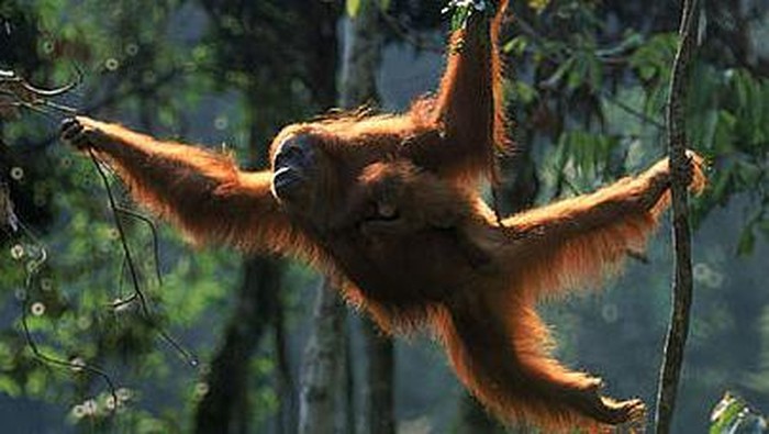 Orang Utan Mati di Kalbar, KLHK Minta Masyarakat Tingkatan Kesadaran