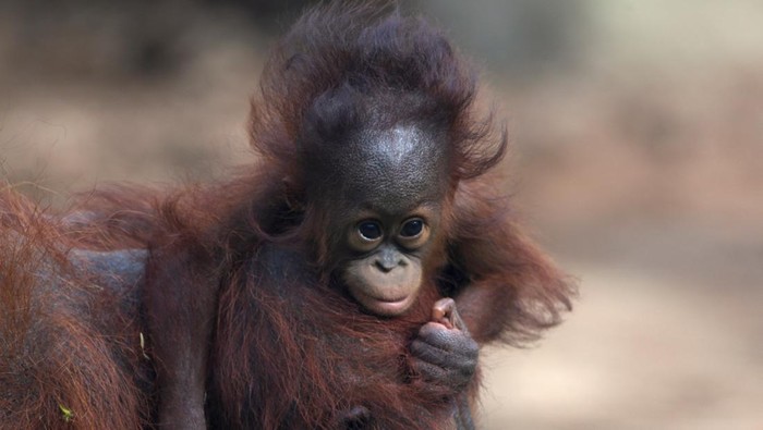 3 Penjual Orang Utan di Aceh Tamiang Ditangkap Polisi