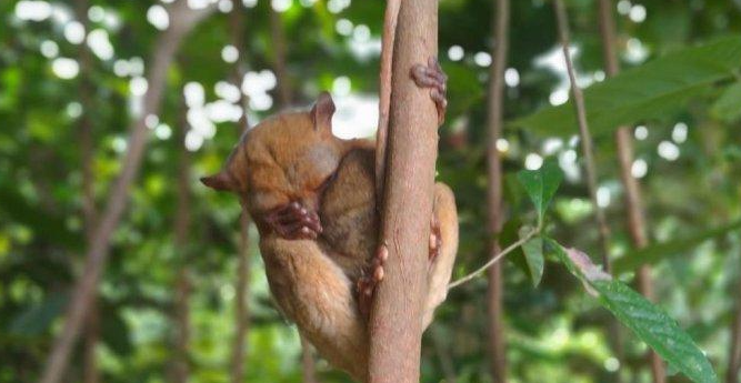 Mentilin, Hewan Endemik Babel Masih Ditemukan di Hutan Pelawan Namang