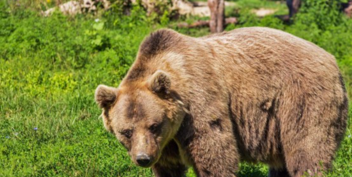 Beruang coklat Marsica, atau yang dikenal dengan nama ilmiah Ursus arctos marsicanus, adalah subspesies beruang coklat yang mendiami wilayah Pegunungan Apennini di Italia. Beruang ini merupakan salah satu dari sedikit populasi beruang coklat yang tersisa di Eropa, dan meski memiliki peranan penting dalam ekosistem, keberadaannya kini terancam. Dalam artikel ini, kita akan menggali lebih dalam mengenai fakta-fakta tentang beruang coklat Marsica yang hampir punah, serta tantangan yang dihadapi spesies ini. 1. Habitat dan Distribusi Beruang Coklat Marsica Beruang coklat Marsica hidup di kawasan pegunungan Apennini, yang membentang dari utara hingga selatan Italia. Habitat alaminya biasanya terdiri dari hutan lebat, padang rumput, serta kawasan pegunungan. Selama berabad-abad, spesies ini beradaptasi dengan lingkungan yang keras dan kondisi iklim yang berubah-ubah. Namun, dengan semakin menyusutnya lahan hutan akibat aktivitas manusia, habitat beruang coklat Marsica semakin terfragmentasi. Fragmentasi habitat ini tidak hanya berdampak pada tempat tinggal beruang, tetapi juga memengaruhi ketersediaan makanan. Beruang coklat Marsica adalah omnivora, yang berarti mereka mengandalkan berbagai sumber makanan, baik dari tumbuhan maupun hewan. Dengan berkurangnya ruang hidup, persaingan untuk sumber makanan semakin meningkat, dan dapat menyebabkan stres pada populasi beruang. Hal ini menjadi salah satu faktor utama yang berkontribusi terhadap penurunan jumlah beruang coklat Marsica. Di samping itu, melalui pengamatan, diketahui bahwa beruang coklat Marsica juga memiliki perilaku migrasi musiman. Mereka berpindah tempat mencari makanan tergantung pada musim dan ketersediaan pakan. Namun, dengan adanya penghalang yang disebabkan oleh pembangunan jalan dan pemukiman, pola migrasi ini terganggu. Akibatnya, beruang coklat Marsica tidak bisa menemukan makanan yang cukup, sehingga mengganggu keseimbangan ekosistem di daerah tersebut. Upaya konservasi yang dilakukan oleh berbagai organisasi lingkungan hidup bertujuan untuk menjaga dan memulihkan habitat beruang coklat Marsica. Melalui program perlindungan kawasan hutan dan rehabilitasi habitat, diharapkan populasi beruang coklat Marsica dapat kembali pulih. Namun demikian, keberhasilan upaya ini sangat tergantung pada kerjasama antara pemerintah, masyarakat, dan lembaga swadaya masyarakat. 2. Populasi dan Status Konservasi Saat ini, estimasi populasi beruang coklat Marsica diperkirakan antara 50 hingga 100 individu, menjadikannya sebagai salah satu subspesies yang paling terancam punah di Eropa. Penurunan jumlah beruang coklat Marsica disebabkan oleh berbagai faktor, termasuk perburuan, kehilangan habitat, dan konflik dengan manusia. Dalam beberapa dekade terakhir, upaya konservasi telah dilakukan untuk melindungi sisa populasi beruang ini, tetapi tantangan tetap ada. Perburuan ilegal adalah salah satu ancaman terbesar bagi beruang coklat Marsica. Meskipun ada undang-undang yang melindungi spesies ini, masih ada individu yang terlibat dalam perburuan, baik untuk dagingnya maupun untuk bagian tubuh lain yang dianggap berharga. Penegakan hukum yang lemah dan kurangnya kesadaran masyarakat tentang pentingnya melestarikan beruang coklat Marsica juga menjadi faktor yang memperburuk situasi ini. Di samping perburuan, kehilangan habitat akibat urbanisasi dan pertanian juga menjadi penyebab utama penurunan populasi. Dengan bertambahnya populasi manusia di daerah sekitar habitat beruang, tekanan terhadap lahan semakin meningkat. Hal ini mengakibatkan pengurangan luas habitat yang tersedia bagi beruang coklat Marsica, dan mengganggu jalur migrasi serta akses mereka terhadap sumber makanan. Untuk meningkatkan status konservasi beruang coklat Marsica, berbagai program perlindungan dan pendidikan masyarakat telah diluncurkan. Program-program ini bertujuan untuk meningkatkan kesadaran masyarakat tentang pentingnya melindungi spesies ini dan habitatnya. Selain itu, kolaborasi antara pemerintah dan organisasi non-pemerintah juga sangat penting dalam upaya melestarikan beruang coklat Marsica, agar keberadaannya dapat terus terjaga untuk generasi mendatang. 3. Perilaku dan Adaptasi Beruang Coklat Marsica Beruang coklat Marsica memiliki perilaku yang sangat menarik dan kompleks. Sebagai hewan sosial, mereka sering terlihat dalam kelompok kecil, meskipun saat mencari makanan mereka lebih suka berperilaku soliter. Beruang ini memiliki naluri penjelajah yang kuat dan cenderung menjelajahi wilayah yang luas untuk mencari sumber makanan. Mereka juga dikenal memiliki memori yang baik, yang membantu mereka mengingat lokasi makanan yang telah ditemukan sebelumnya. Adaptasi beruang coklat Marsica terhadap lingkungannya juga sangat penting. Dengan memiliki bulu yang tebal, mereka dapat bertahan hidup dalam cuaca dingin, terutama di musim dingin ketika salju menutupi habitat mereka. Selama musim dingin, beruang ini akan berhibernasi, yang merupakan cara mereka untuk menghemat energi ketika makanan sulit ditemukan. Selama periode ini, mereka akan mencari gua atau tempat berlindung yang aman untuk tidur. Makanan beruang coklat Marsica sangat bervariasi dan tergantung pada musim. Mereka memakan buah-buahan, biji-bijian, umbi-umbian, serta hewan kecil. Pada musim panas dan musim gugur, beruang ini akan memakan banyak makanan berkalori tinggi untuk menambah cadangan lemak, yang akan digunakan selama hibernasi. Kecerdasan dan insting bertahan hidup mereka sangat membantu dalam menemukan dan memanfaatkan sumber makanan yang tersedia di lingkungan mereka. Selain itu, beruang coklat Marsica juga menunjukkan perilaku yang sangat adaptif dalam menghadapi ancaman dari manusia. Mereka cenderung menghindari interaksi dengan manusia dan lebih memilih untuk bersembunyi. Namun, ketika terdesak, beruang ini dapat menunjukkan perilaku agresif untuk melindungi diri mereka. Penting bagi masyarakat untuk memahami perilaku ini dan mengambil langkah-langkah untuk menjaga jarak yang aman agar tidak terjadi konflik antara manusia dan beruang. 4. Upaya Konservasi dan Masa Depan Beruang Coklat Marsica Beruang coklat Marsica kini berada di ambang kepunahan, namun keberadaan mereka masih bisa diselamatkan melalui upaya konservasi yang terencana. Berbagai organisasi lingkungan dan pemerintah telah meluncurkan program untuk melindungi spesies ini dan habitatnya. Salah satu langkah penting adalah pembentukan kawasan lindung yang dapat memberikan perlindungan bagi beruang coklat Marsica dari perburuan dan gangguan manusia. Program pendidikan dan kesadaran masyarakat juga menjadi bagian dari upaya konservasi. Masyarakat lokal diajak untuk berperan aktif dalam melindungi beruang coklat Marsica dan habitatnya. Melalui program ini, diharapkan masyarakat dapat memahami pentingnya keberadaan spesies ini dalam ekosistem dan dampak negatif dari perburuan dan perusakan habitat. Penelitian tentang beruang coklat Marsica juga sangat penting untuk memahami lebih dalam mengenai perilaku dan kebiasaan mereka. Data yang diperoleh dari penelitian dapat digunakan untuk merancang strategi konservasi yang lebih efektif. Misalnya, pemantauan populasi beruang melalui metode pengamatan dan pelacakan dapat memberikan informasi yang berguna untuk menentukan jumlah populasi dan pergerakan mereka di habitat alami. Masa depan beruang coklat Marsica sangat bergantung pada kerjasama antara berbagai pihak, termasuk pemerintah, organisasi non-pemerintah, dan masyarakat. Dengan upaya yang terkoordinasi dan komitmen yang kuat untuk melindungi spesies ini, ada harapan bahwa populasi beruang coklat Marsica dapat pulih dan keberadaannya dapat dipastikan untuk generasi mendatang. Setiap individu memiliki peran penting dalam menjaga keberlanjutan spesies ini, sehingga langkah-langkah kecil pun dapat memberikan dampak yang besar. Kesimpulan Beruang coklat Marsica adalah salah satu spesies yang sangat terancam punah dan memerlukan perhatian serta upaya perlindungan yang serius. Dari habitat dan distribusi mereka, status konservasi, perilaku, hingga upaya konservasi yang dilakukan, semuanya menunjukkan kompleksitas tantangan yang dihadapi beruang ini. Dengan memahami fakta-fakta mengenai beruang coklat Marsica, kita dapat lebih menghargai pentingnya melestarikan spesies ini dan habitatnya. Upaya kolektif dari semua pihak sangat dibutuhkan untuk memastikan bahwa beruang coklat Marsica dapat terus bertahan di alam liar.