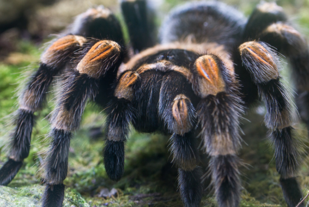 Tarantula, Hewan Endemik Hutan Hujan Tropis yang Dianggap Mematikan